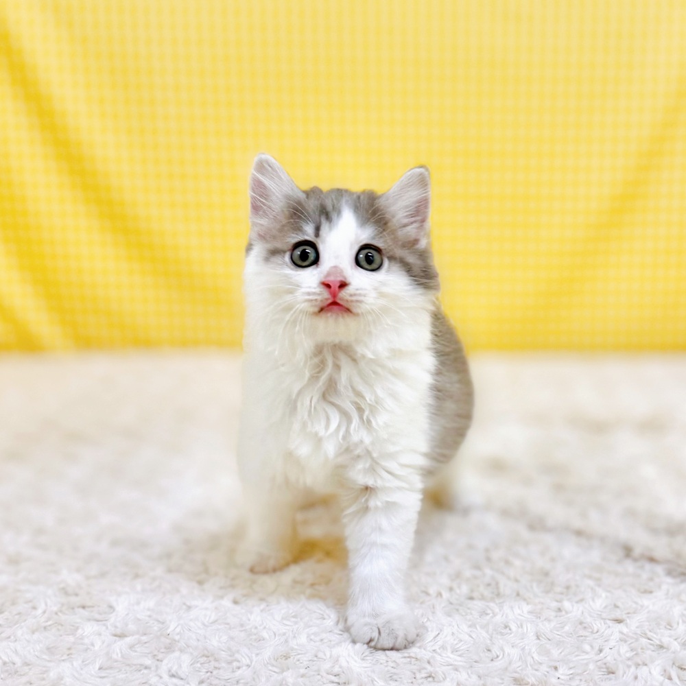 愛知県のサイベリアン (犬の家＆猫の里一宮店/2026年5月10日生まれ/女の子/ブルータビーホワイト)の子猫の3枚目の画像
