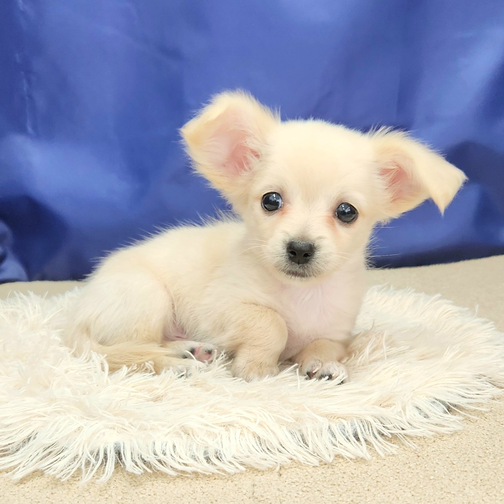 岐阜県のチワックス(チワワ×ダックス) (犬の家＆猫の里中津川店/2026年5月9日生まれ/男の子/クリーム)の子犬の3枚目の画像