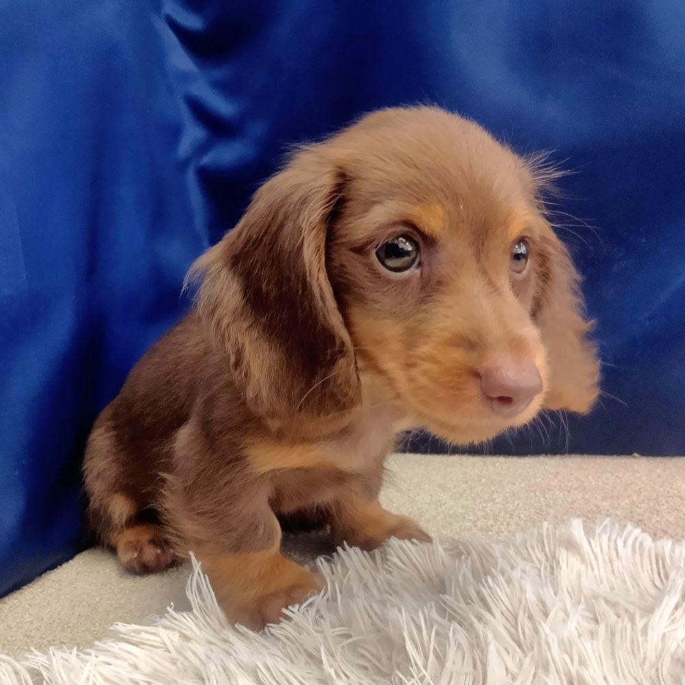 岐阜県のカニンヘンダックスフンド(ロング) (犬の家＆猫の里中津川店/2026年5月9日生まれ/男の子/チョコレートタン)の子犬の3枚目の画像