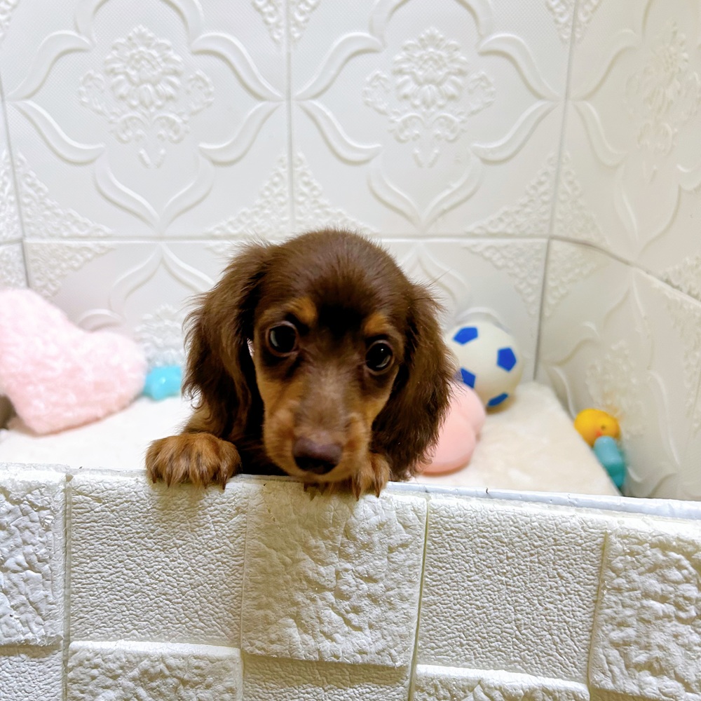 愛知県のカニンヘンダックスフンド(ロング) (犬の家＆猫の里岡崎店/2026年5月9日生まれ/女の子/チョコレートタン)の子犬の3枚目の画像