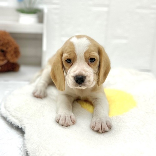 愛知県のビーグル (犬の家＆猫の里豊川インター店/2026年5月11日生まれ/女の子/レモンホワイト)の子犬の3枚目の画像