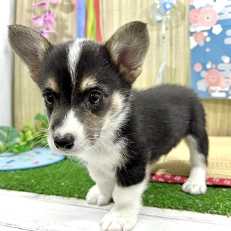 神奈川県のウェルシュコーギーペンブローク (犬の家＆猫の里小田原店/2026年5月9日生まれ/男の子/ブラックタンホワイト)の子犬の3枚目の画像
