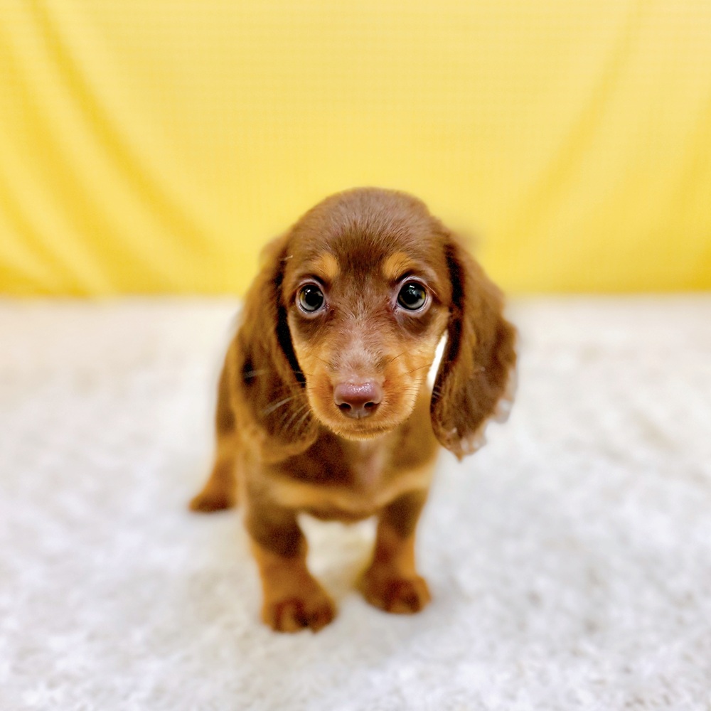 愛知県のカニンヘンダックスフンド(ロング) (犬の家＆猫の里一宮店/2026年5月9日生まれ/男の子/チョコレートタン)の子犬の3枚目の画像