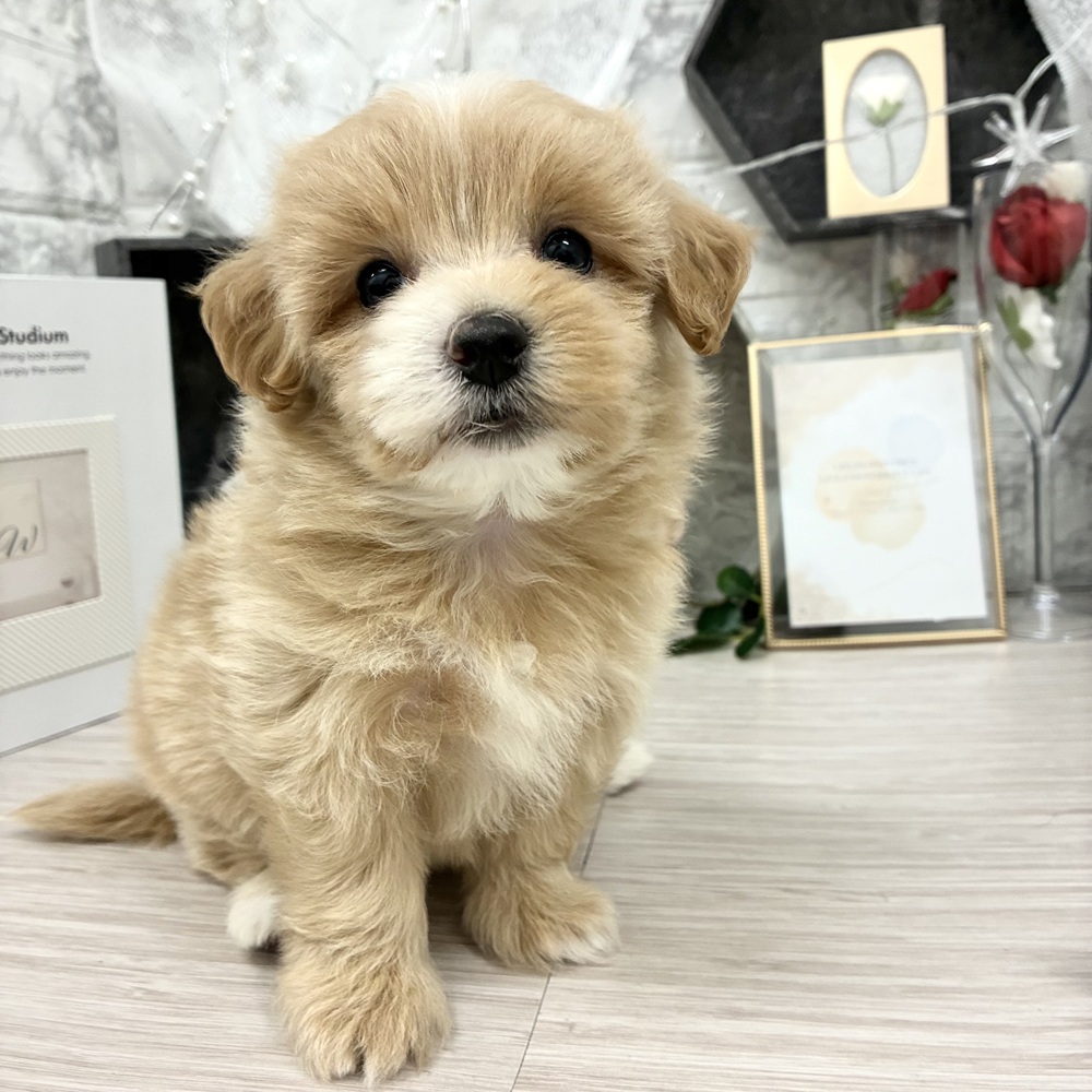 千葉県のマルプー(マルチーズ×プードル) (犬の家＆猫の里ワンズモール稲毛店/2026年5月8日生まれ/女の子/クリーム)の子犬の3枚目の画像
