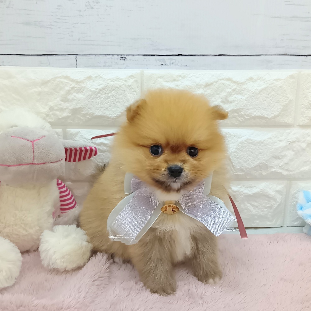 静岡県のポメラニアン (犬の家＆猫の里アミーゴ浜松和田店/2026年5月11日生まれ/女の子/オレンジ)の子犬の3枚目の画像