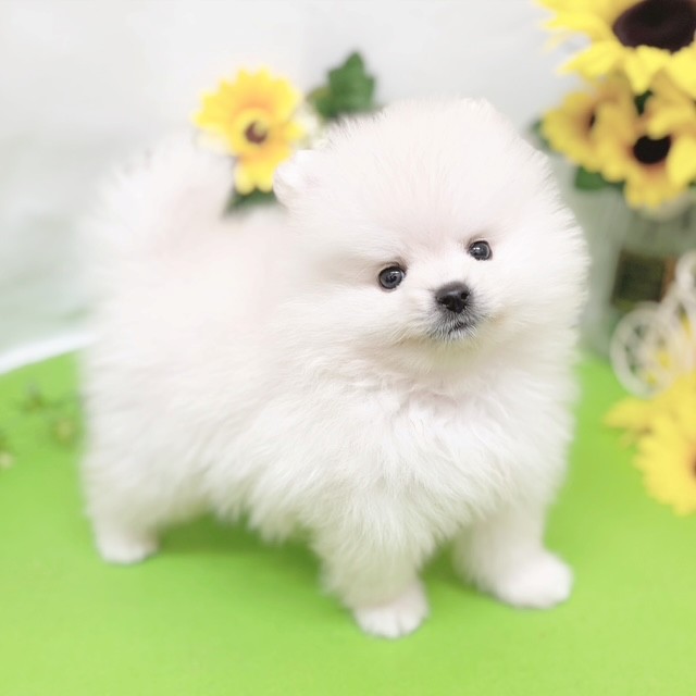 静岡県のポメラニアン (犬の家＆猫の里藤枝店/2026年5月12日生まれ/男の子/クリーム)の子犬の3枚目の画像