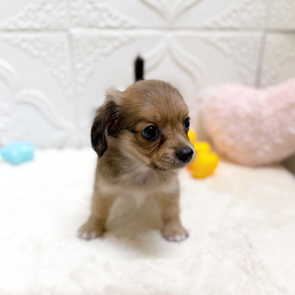 愛知県のチワックス(チワワ×ダックス) (犬の家＆猫の里岡崎店/2026年5月12日生まれ/男の子/レッド)の子犬の3枚目の画像