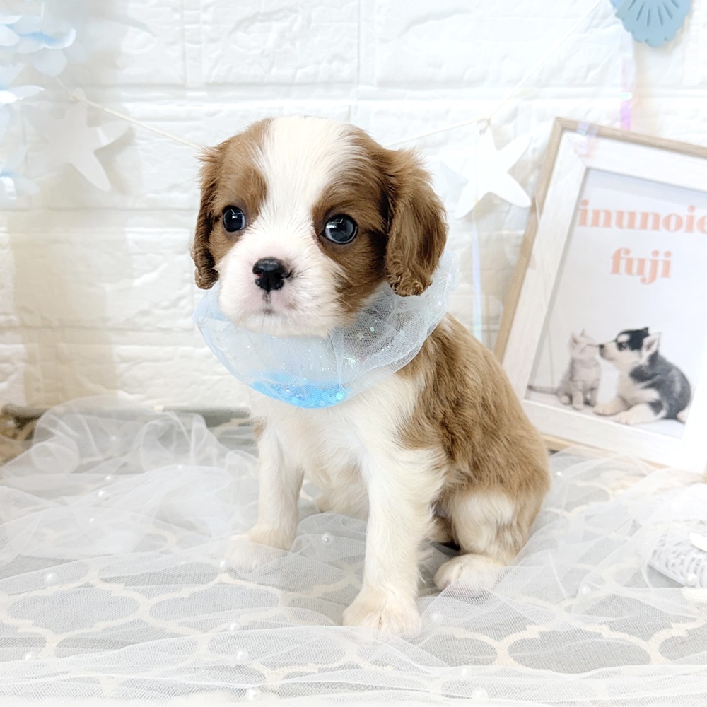 静岡県のキャバリアキングチャールズスパニエル (犬の家＆猫の里富士店/2026年5月12日生まれ/男の子/ブレンハイム)の子犬の3枚目の画像
