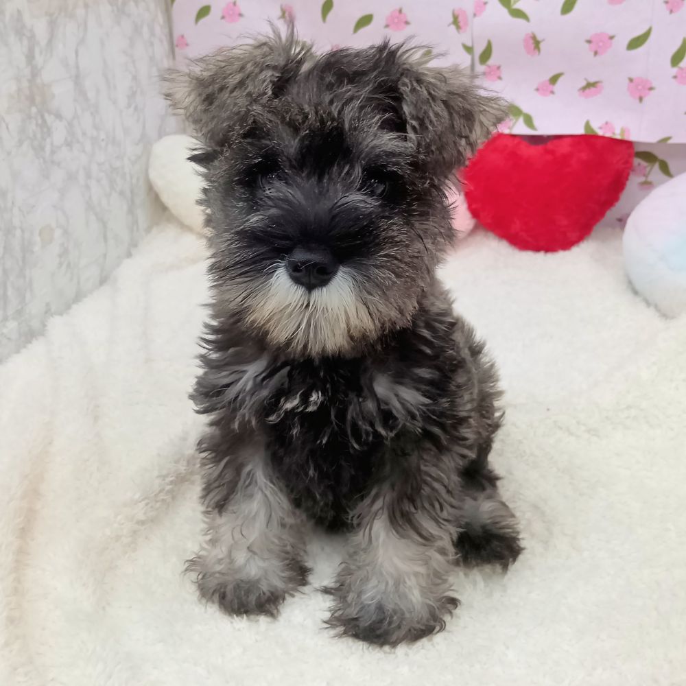 愛知県のミニチュアシュナウザー (犬の家＆猫の里エアポートウォーク店/2026年5月11日生まれ/男の子/ソルトペッパー)の子犬の3枚目の画像