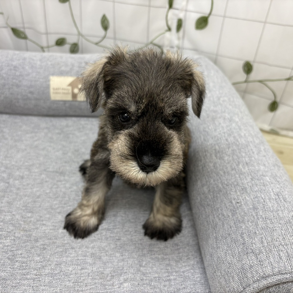 長野県のミニチュアシュナウザー (犬の家＆猫の里塩尻店/2026年5月11日生まれ/男の子/ソルトペッパー)の子犬の3枚目の画像