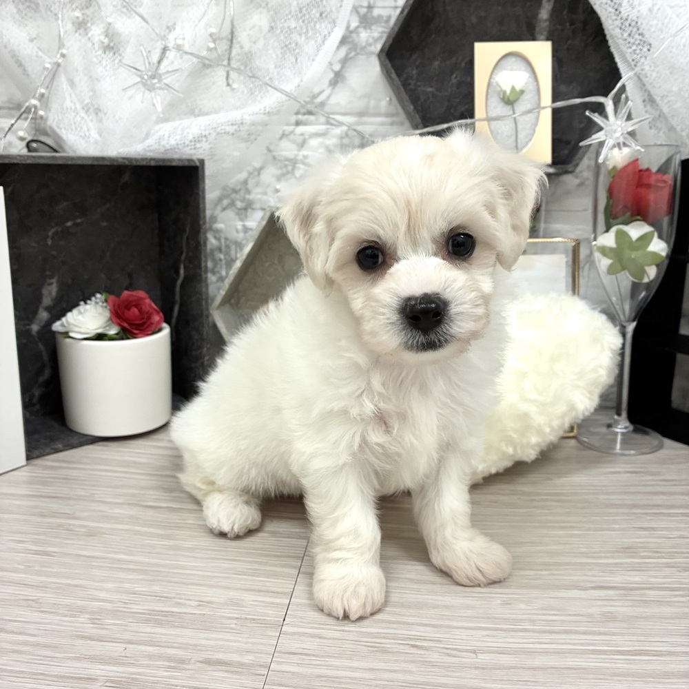千葉県のビションフリーゼ (犬の家＆猫の里ワンズモール稲毛店/2026年5月10日生まれ/女の子/ホワイト)の子犬の1枚目の画像