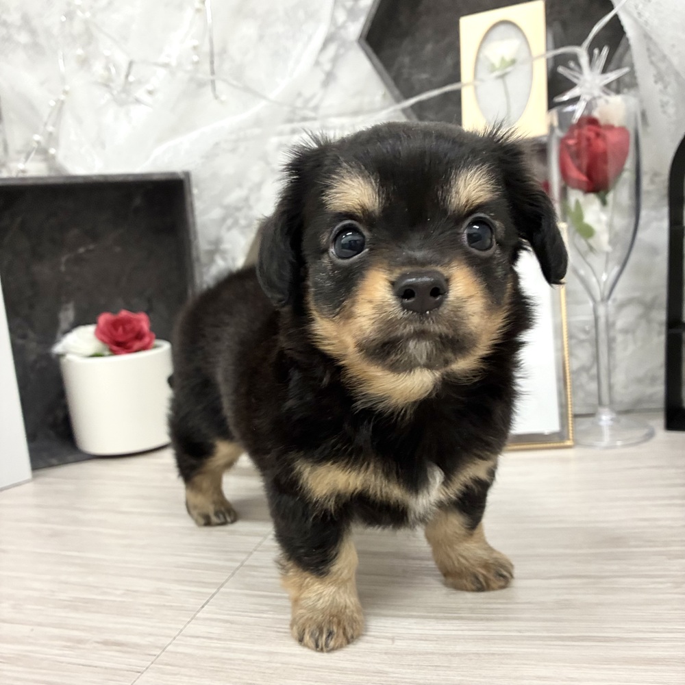 千葉県のチワックス(チワワ×ダックス) (犬の家＆猫の里ワンズモール稲毛店/2026年5月11日生まれ/女の子/ブラックタン)の子犬の3枚目の画像