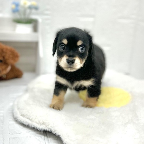 愛知県のチワックス(チワワ×ダックス) (犬の家＆猫の里豊川インター店/2026年5月10日生まれ/女の子/ブラックタン)の子犬の3枚目の画像