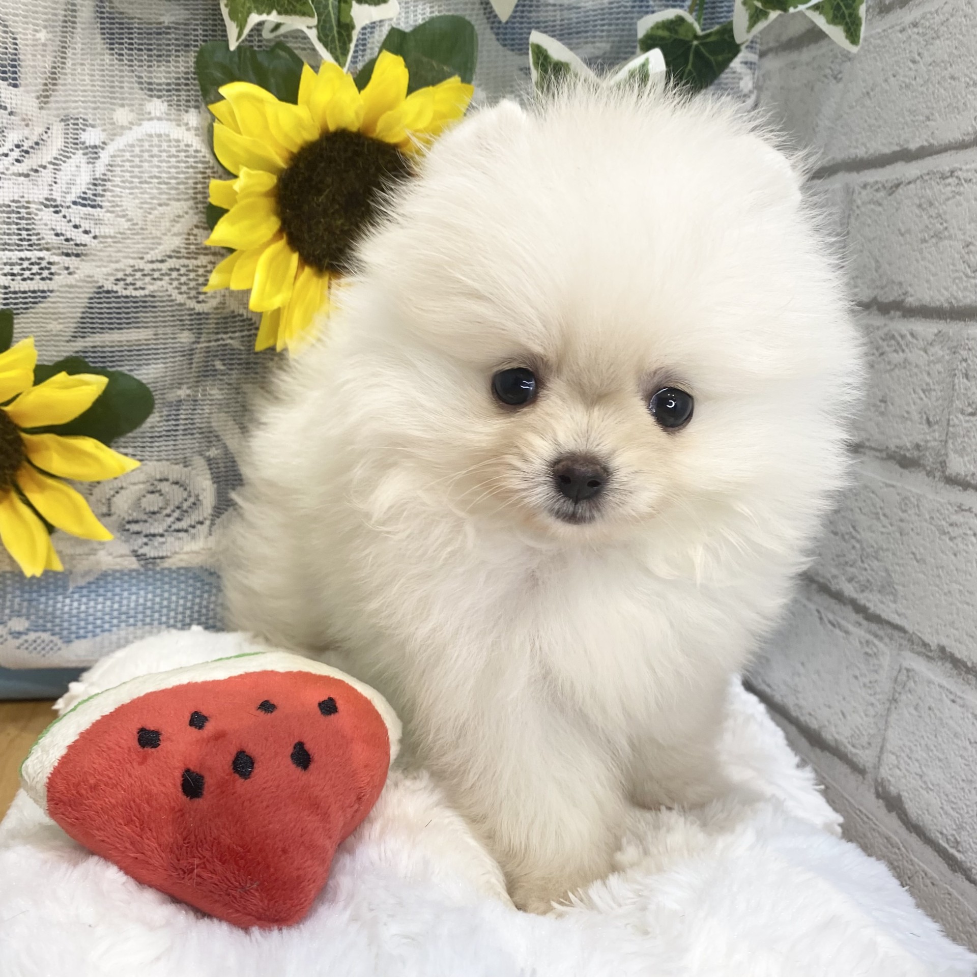 長野県のポメラニアン (犬の家＆猫の里カインズ梓川店/2026年5月12日生まれ/女の子/ホワイト)の子犬の3枚目の画像