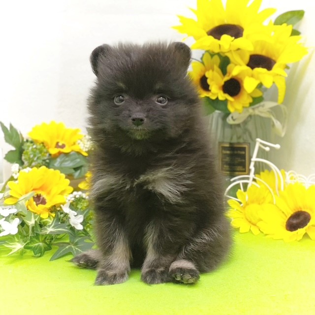 静岡県のポメラニアン (犬の家＆猫の里藤枝店/2026年5月12日生まれ/女の子/ブラックタン)の子犬の1枚目の画像