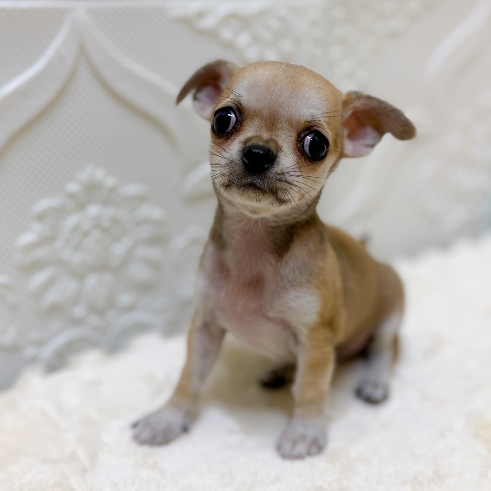 チワワ(スムース)(レッドホワイト)の子犬を価格や特徴で探す|ペット