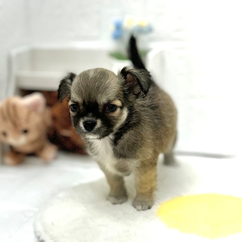 愛知県のチワワ(ロング) (犬の家＆猫の里豊川インター店/2026年5月9日生まれ/男の子/レッドホワイト)の子犬の3枚目の画像