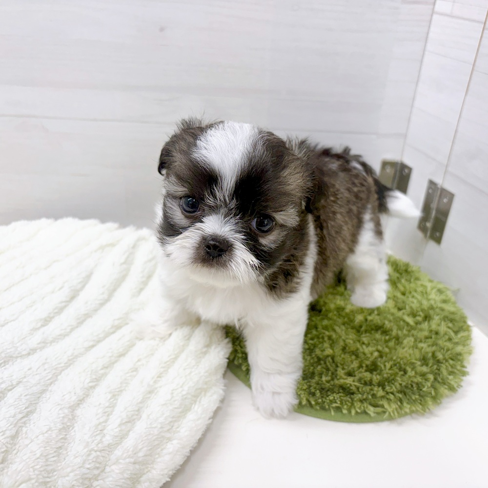 チワズー/チワシーズ(チワワ×シーズー)の子犬を価格や特徴で探す