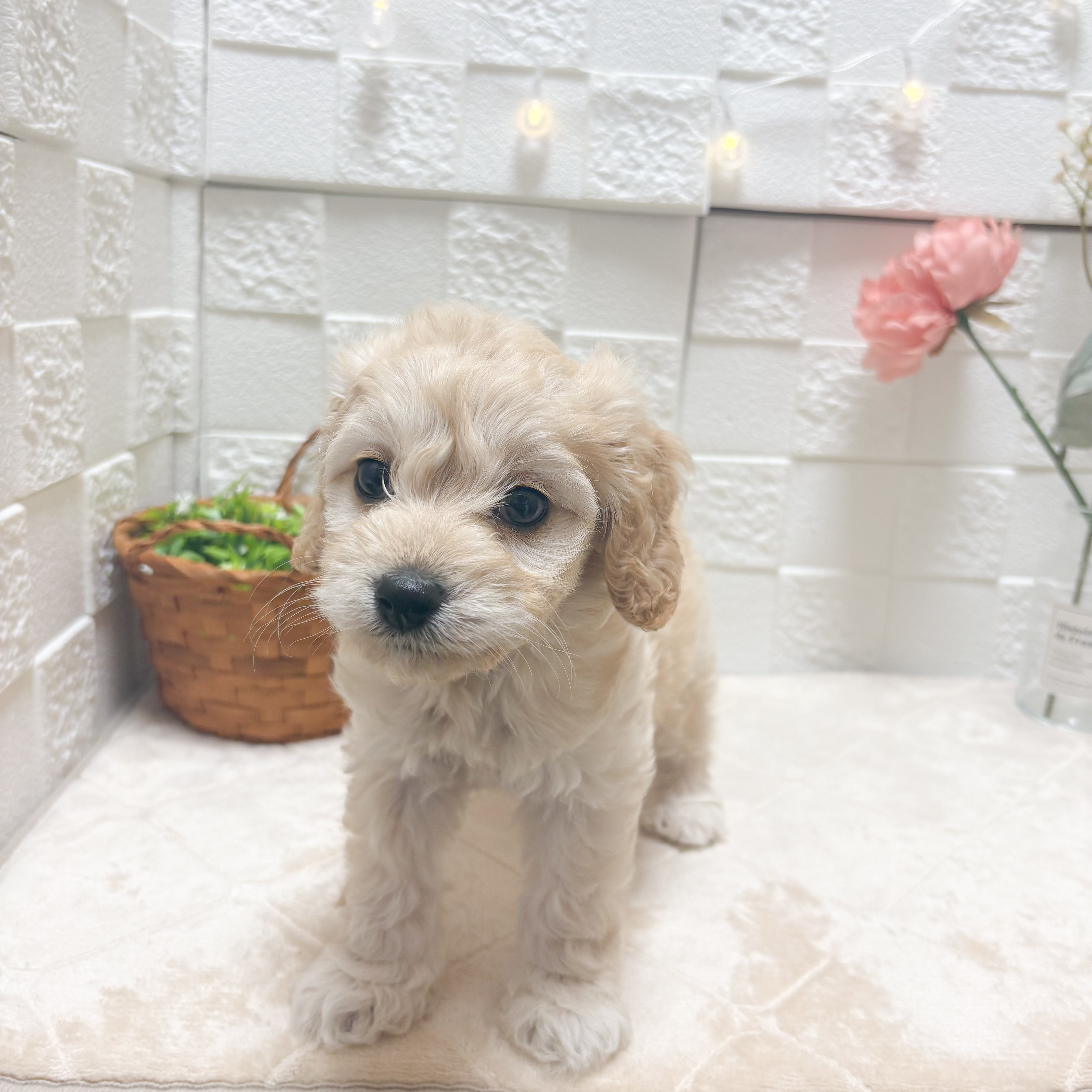 東京都のコッカプー(アメリカンコッカースパニエル×プードル) (犬の家＆猫の里ペットフォレスト小平店/2026年5月10日生まれ/男の子/バフ)の子犬の3枚目の画像