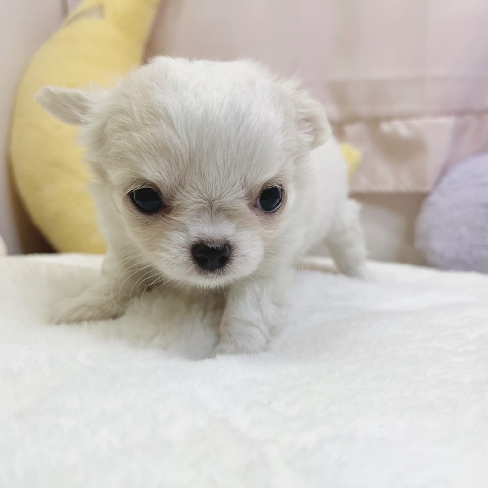 静岡県のチワワ(ロング) (犬の家＆猫の里マークイズ静岡店/2026年5月12日生まれ/女の子/ホワイトクリーム)の子犬の3枚目の画像