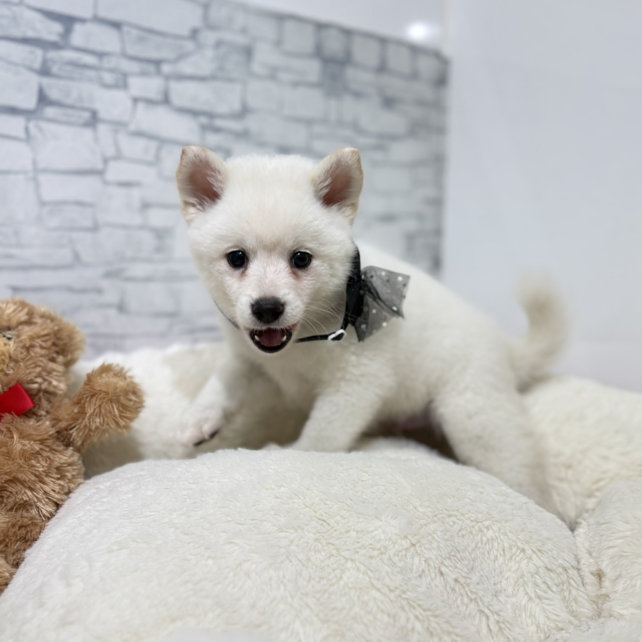 長野県のポメ柴/豆ポメ/ポメ豆柴(ポメラニアン×柴犬) (犬の家＆猫の里長野店/2026年5月10日生まれ/男の子/白)の子犬の3枚目の画像