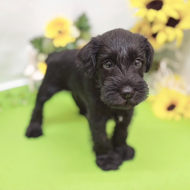 静岡県のミニチュアシュナウザー (犬の家＆猫の里藤枝店/2026年5月11日生まれ/男の子/ブラックホワイト)の子犬の3枚目の画像
