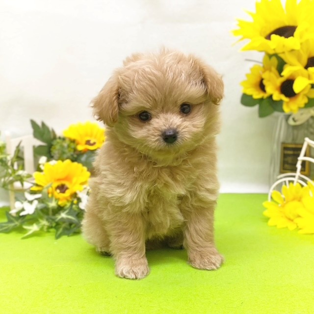 静岡県のポメプー(ポメラニアン×プードル) (犬の家＆猫の里藤枝店/2026年5月10日生まれ/女の子/アプリコット)の子犬の3枚目の画像