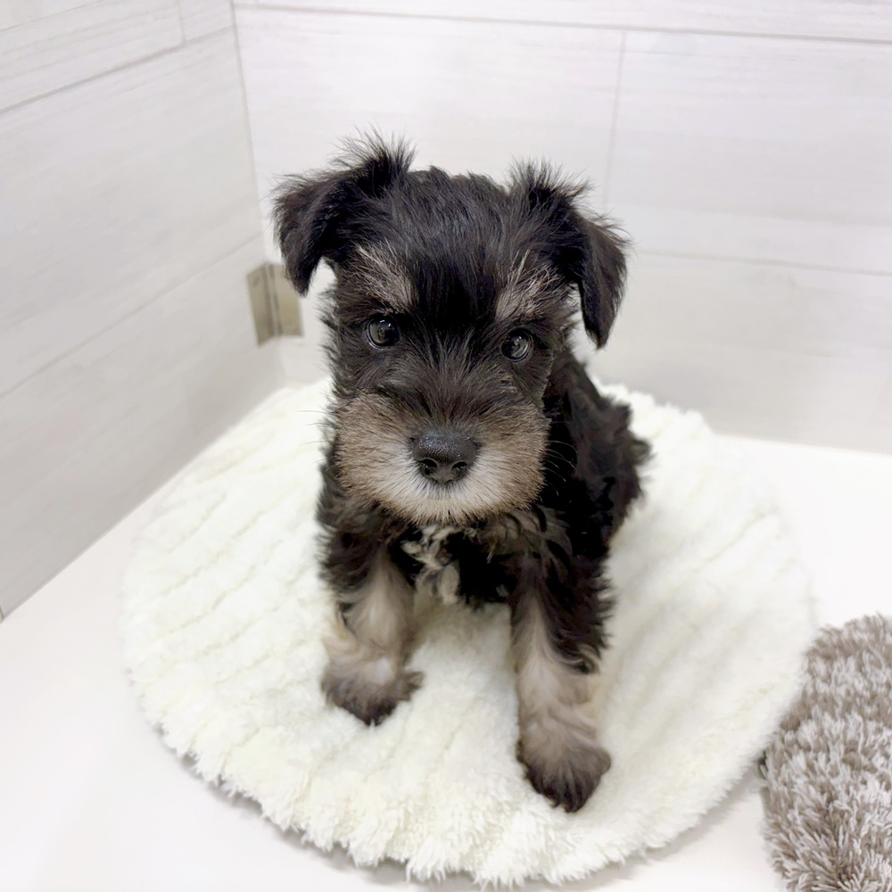 石川県のミニチュアシュナウザー (犬の家＆猫の里アミーゴ金沢おこばた店/2026年5月11日生まれ/女の子/ブラックシルバー)の子犬の3枚目の画像