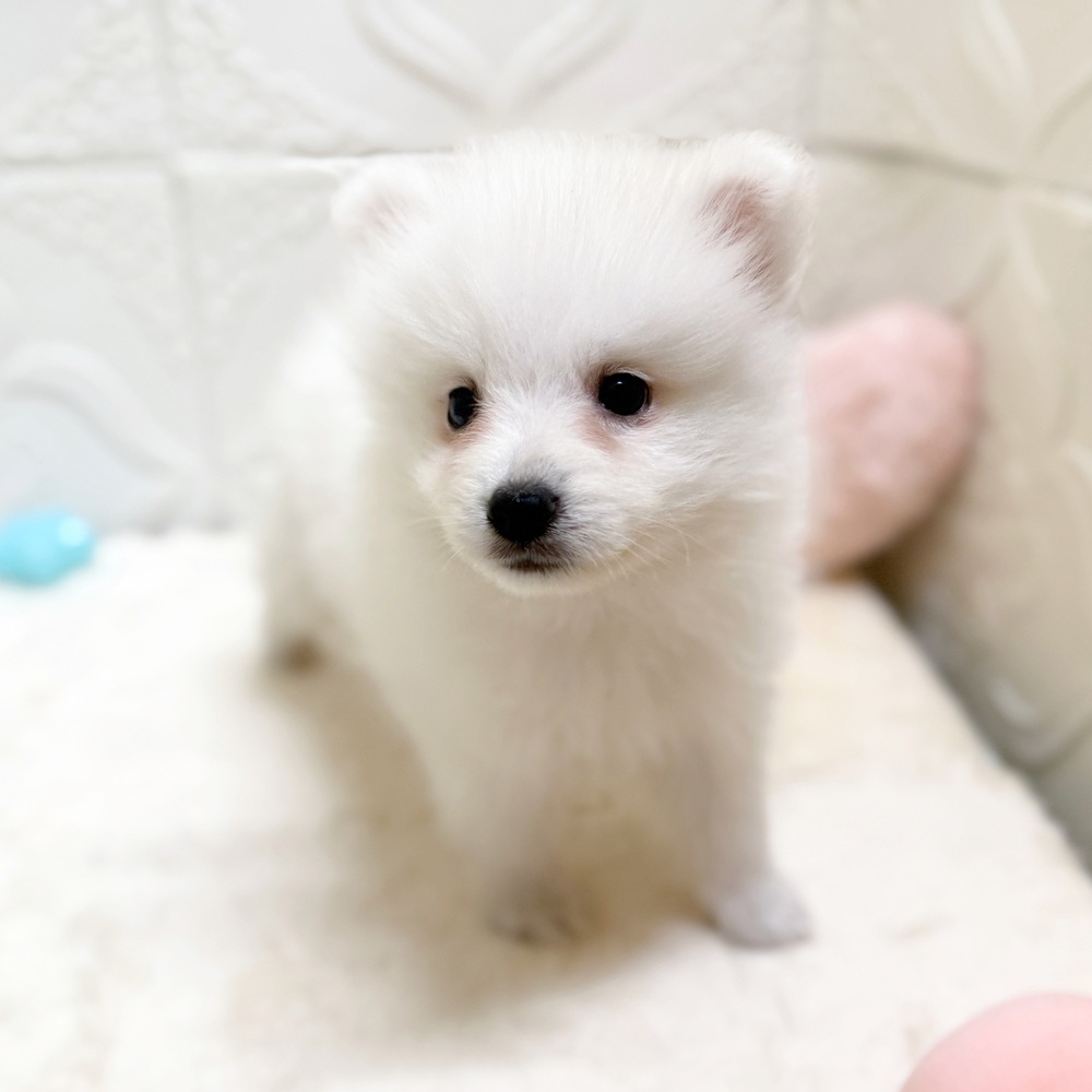 愛知県の日本スピッツ (犬の家＆猫の里岡崎店/2026年5月7日生まれ/男の子/ホワイト)の子犬の3枚目の画像