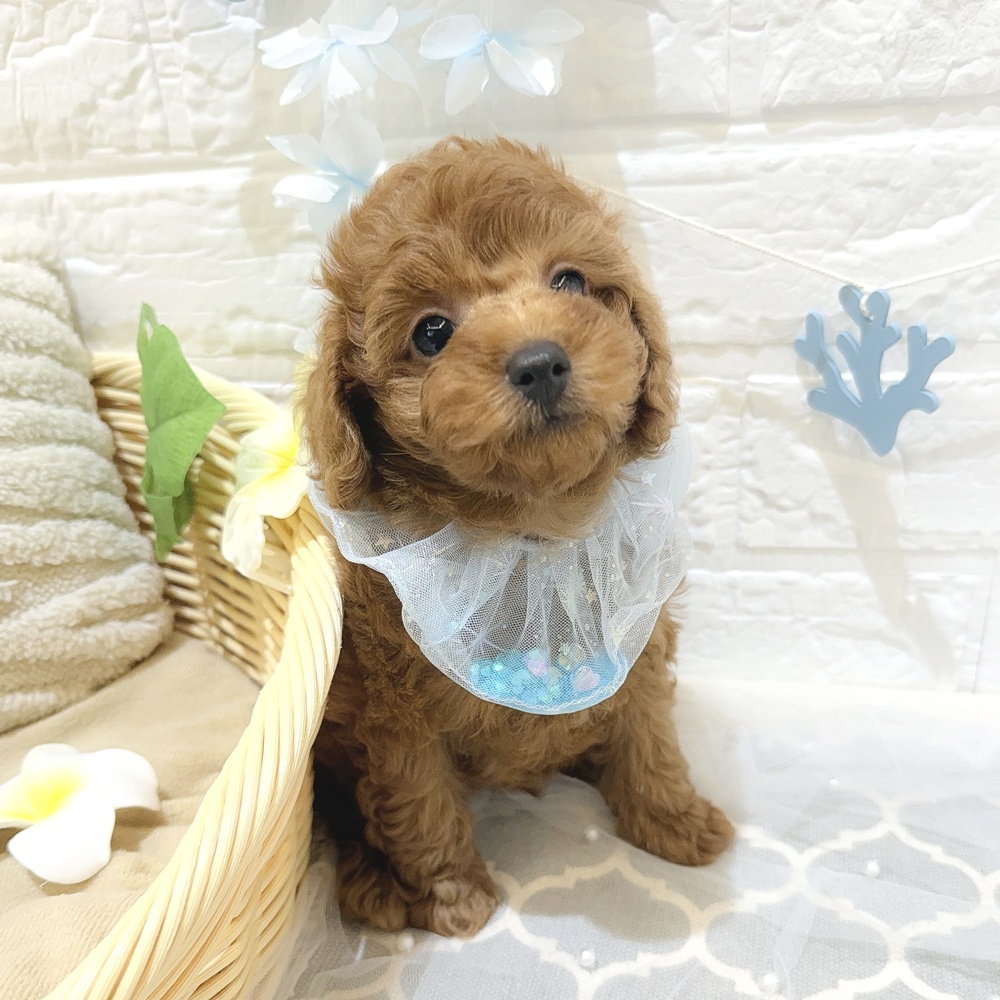 静岡県のトイプードル(トイ) (犬の家＆猫の里富士店/2026年5月11日生まれ/男の子/レッド)の子犬の3枚目の画像