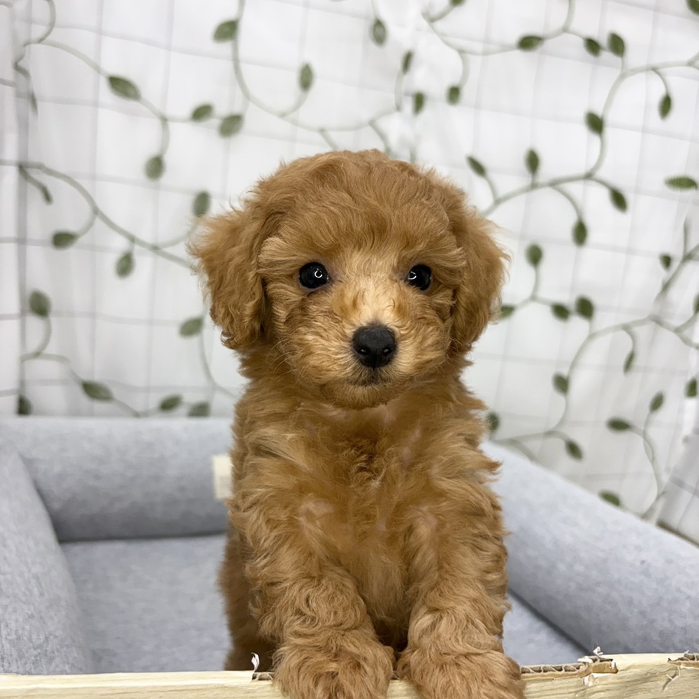 長野県のトイプードル(トイ) (犬の家＆猫の里塩尻店/2026年5月11日生まれ/男の子/アプリコット)の子犬の1枚目の画像