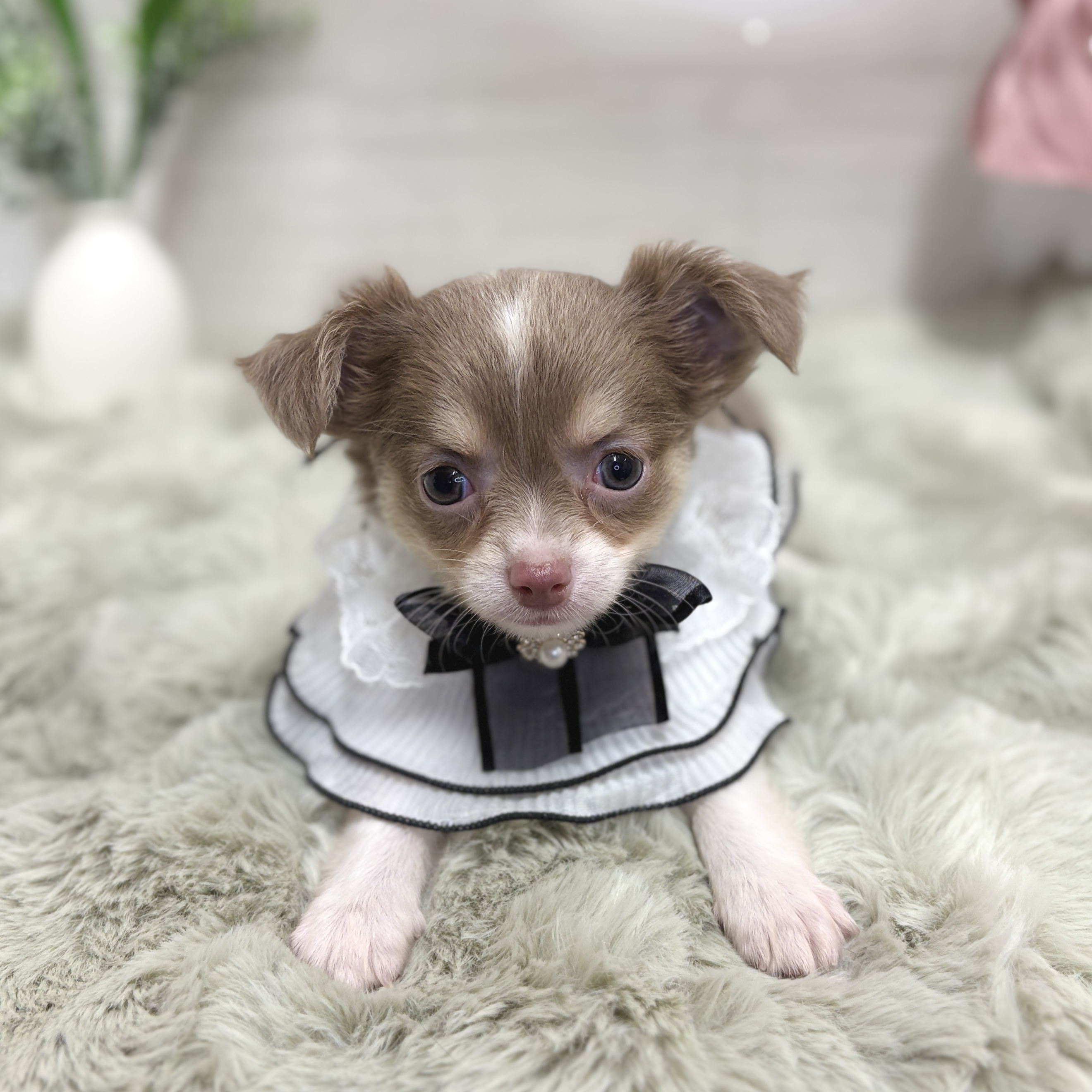 神奈川県のチワワ(ロング) (犬の家＆猫の里相模原店/2026年5月12日生まれ/女の子/イザベラタン)の子犬の3枚目の画像