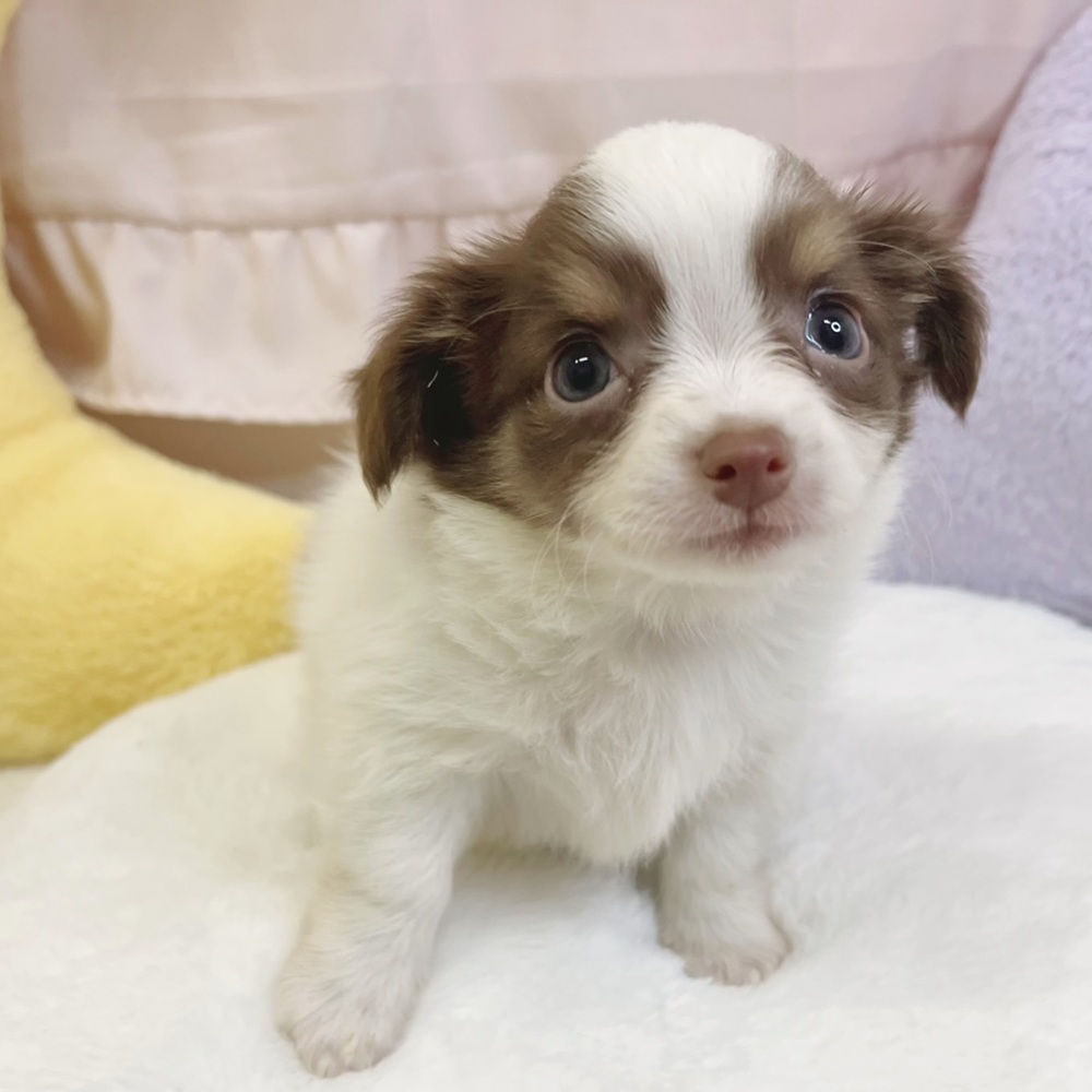 静岡県のチワワ(ロング) (犬の家＆猫の里マークイズ静岡店/2026年5月12日生まれ/女の子/ホワイトチョコレートタン)の子犬の3枚目の画像