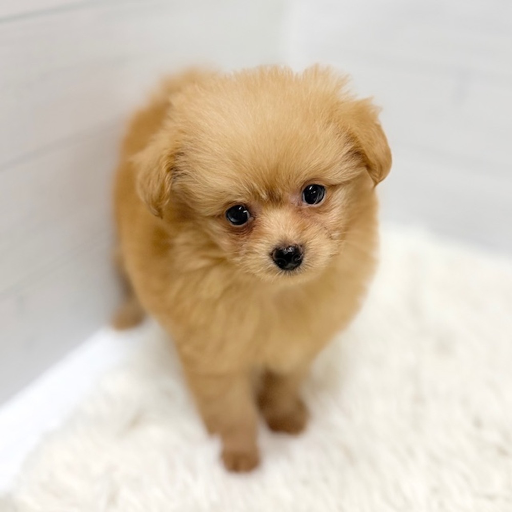 愛知県のポメプー(ポメラニアン×プードル) (犬の家＆猫の里豊田店/2026年5月10日生まれ/女の子/クリーム)の子犬の3枚目の画像