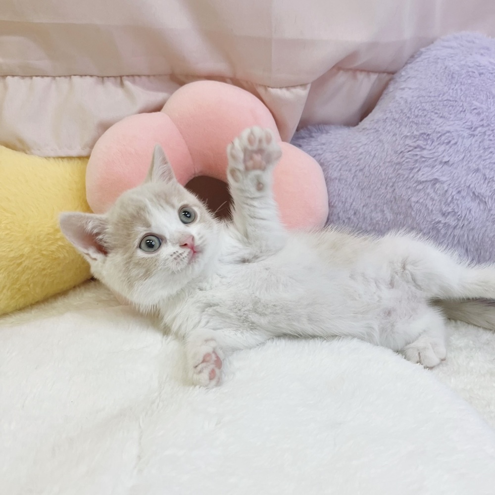 静岡県のブリティッシュショートヘアー (犬の家＆猫の里マークイズ静岡店/2026年5月12日生まれ/女の子/クリームホワイト)の子猫の3枚目の画像