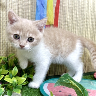 神奈川県のブリティッシュショートヘアー (犬の家＆猫の里小田原店/2026年5月12日生まれ/女の子/クリームホワイト)の子猫の3枚目の画像