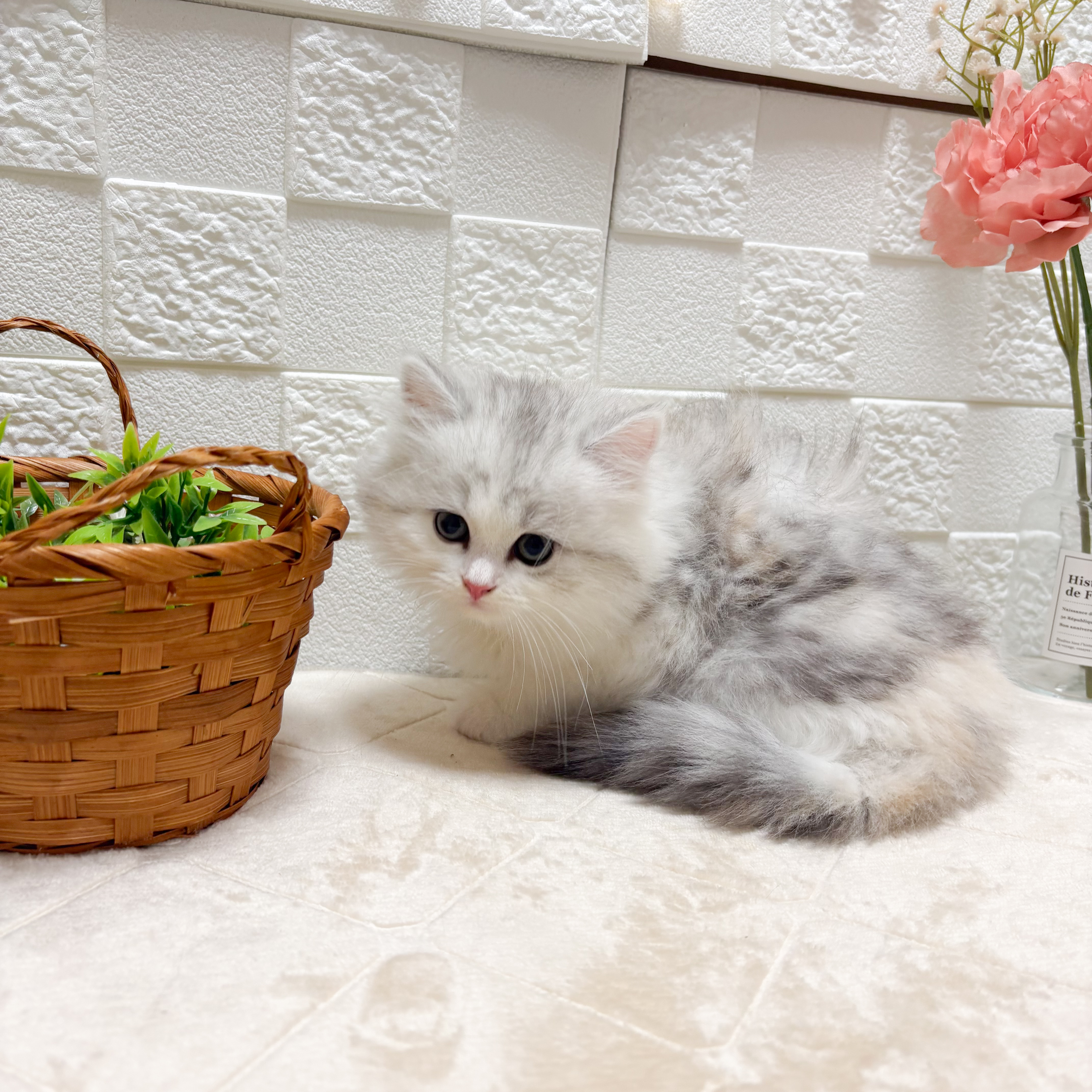 東京都のミヌエット (犬の家＆猫の里ペットフォレスト小平店/2026年5月10日生まれ/女の子/シルバーパッチドタビーホワイト)の子猫の3枚目の画像
