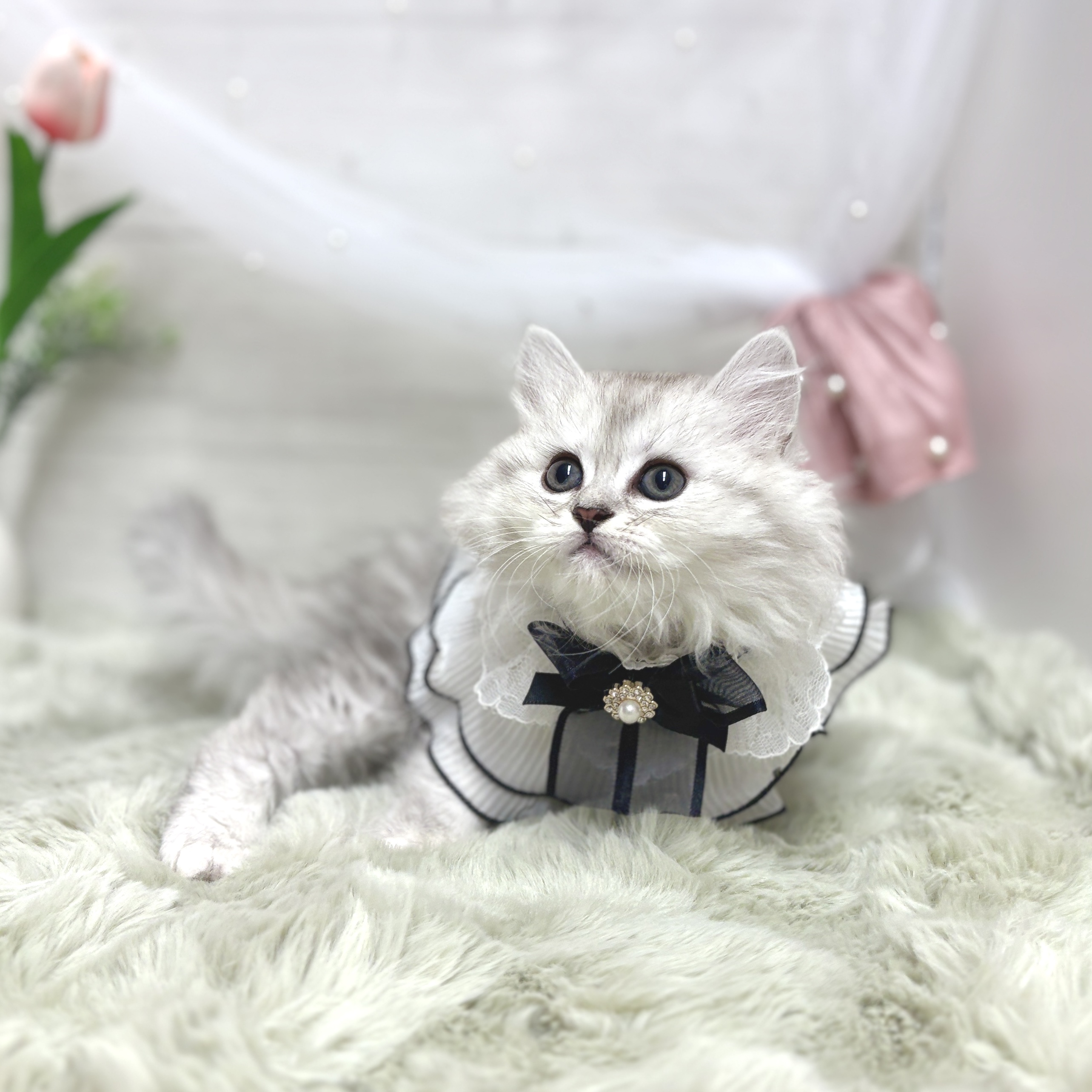 神奈川県のミヌエット (犬の家＆猫の里相模原店/2026年5月10日生まれ/女の子/シルバータビー)の子猫の3枚目の画像