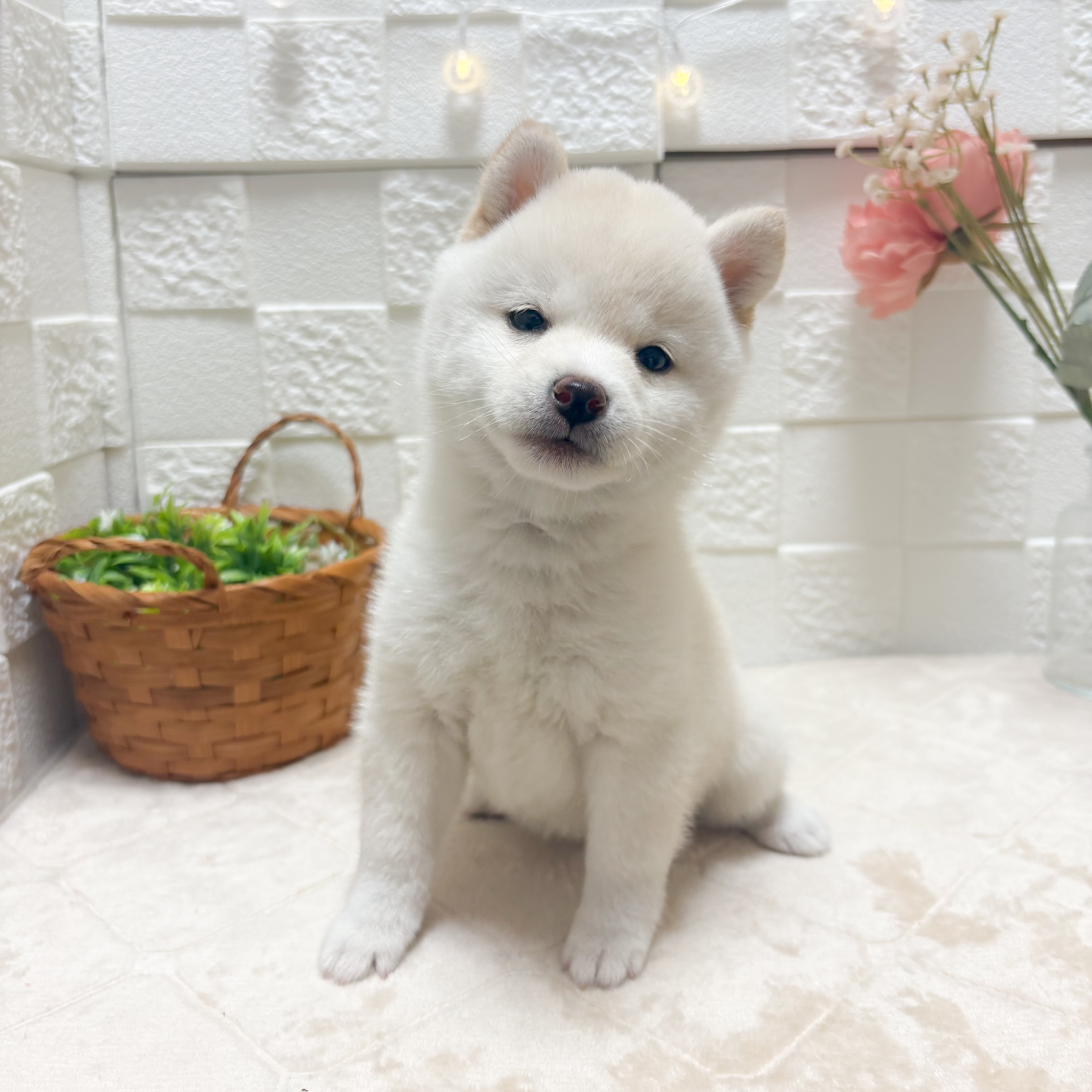 東京都の豆柴 (犬の家＆猫の里ペットフォレスト小平店/2026年5月12日生まれ/女の子/白)の子犬の3枚目の画像