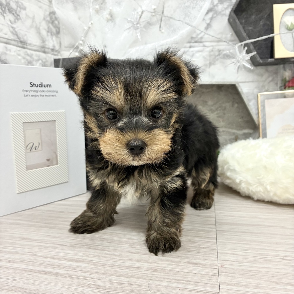 千葉県のヨークシャーテリア (犬の家＆猫の里ワンズモール稲毛店/2026年5月11日生まれ/男の子/スチールブルータン)の子犬の3枚目の画像