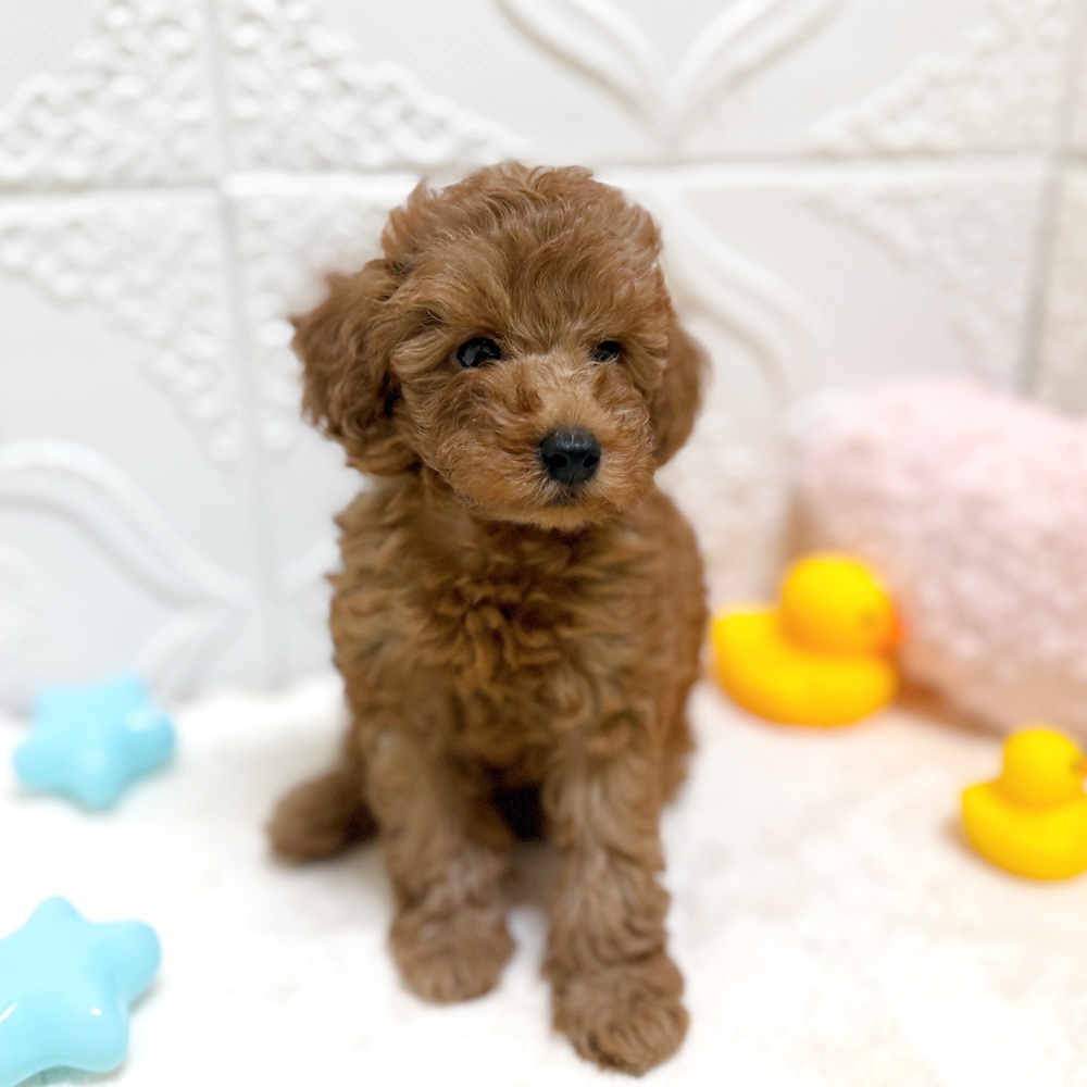 犬の家＆猫の里岡崎店(愛知県)にいるトイプードル(トイ)の子犬を価格や