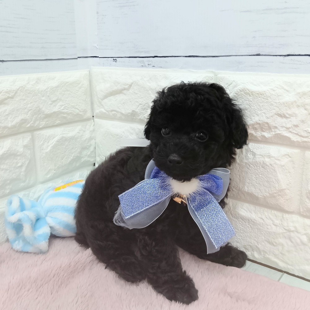 静岡県のトイプードル(トイ) (犬の家＆猫の里アミーゴ浜松和田店/2026年5月7日生まれ/男の子/ブラック)の子犬の1枚目の画像
