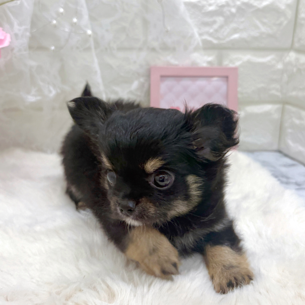 福井県のチワワ(ロング) (犬の家＆猫の里アミーゴ福井大和田店/2026年5月12日生まれ/女の子/ブラックタン)の子犬の3枚目の画像