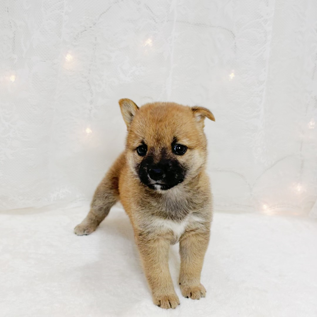千葉県の豆柴 (犬の家＆猫の里BIGHOPガーデンモール印西店/2026年5月12日生まれ/女の子/赤)の子犬の3枚目の画像