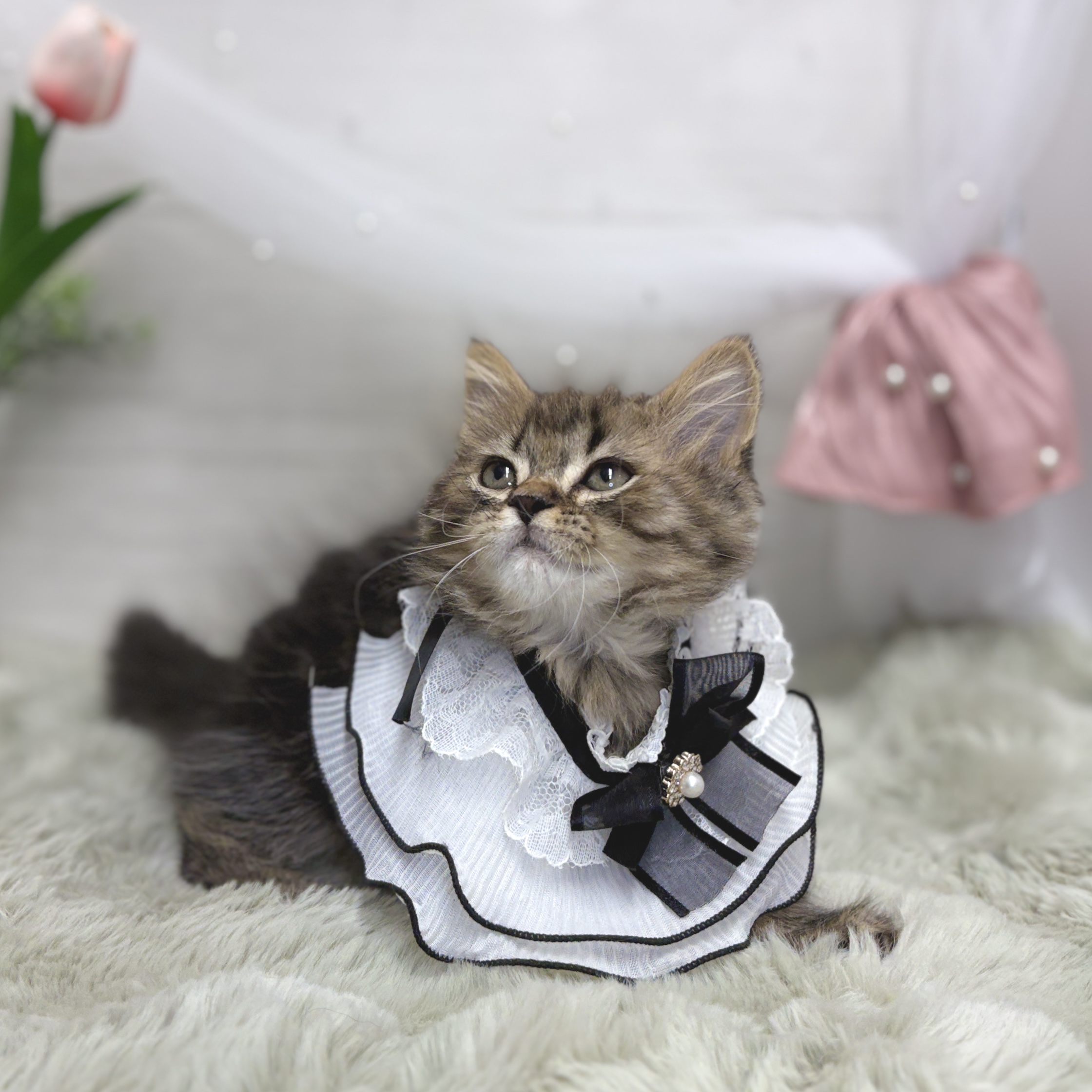 神奈川県のスコティッシュフォールド (犬の家＆猫の里相模原店/2026年5月11日生まれ/男の子/ブラウンタビー)の子猫の3枚目の画像