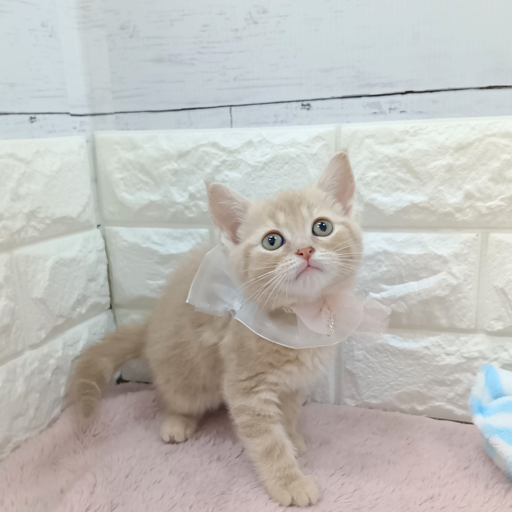 静岡県のスコティッシュフォールド (犬の家＆猫の里アミーゴ浜松和田店/2026年5月12日生まれ/女の子/レッドタビー)の子猫の1枚目の画像
