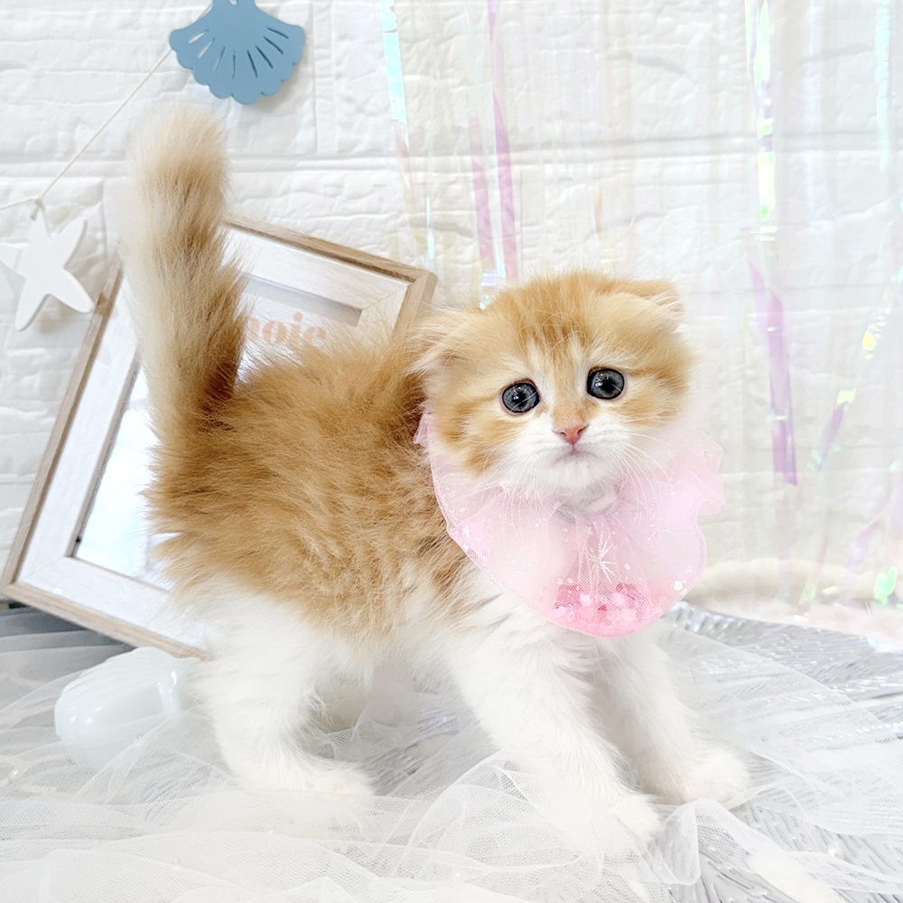 静岡県のスコティッシュフォールド (犬の家＆猫の里富士店/2026年5月12日生まれ/女の子/レッドタビーホワイト)の子猫の3枚目の画像