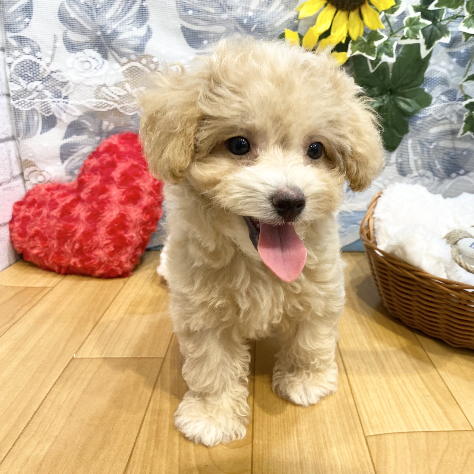 長野県のマルプー(マルチーズ×プードル) (犬の家＆猫の里カインズ梓川店/2026年5月10日生まれ/女の子/アプリコット)の子犬の3枚目の画像