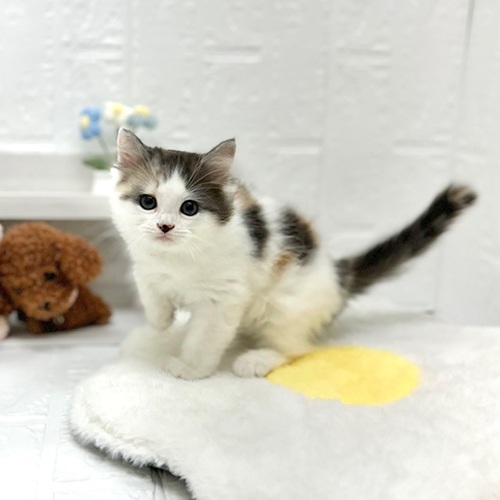 愛知県のミヌエット (犬の家＆猫の里豊川インター店/2026年5月10日生まれ/女の子/キャリコ)の子猫の3枚目の画像