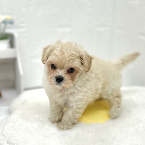 愛知県のマルプー(マルチーズ×プードル) (犬の家＆猫の里豊川インター店/2026年5月12日生まれ/女の子/アプリコット)の子犬の3枚目の画像